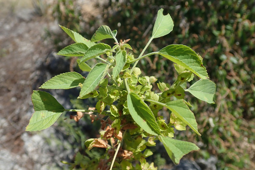 Acalypha indica image