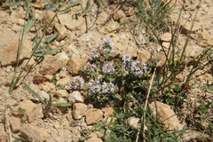 Thymus transcaucasicus