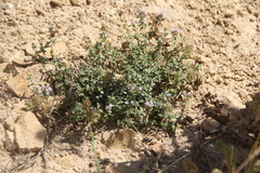 Thymus transcaucasicus