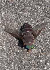 Tabanus americanus