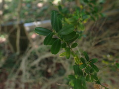 Buxus harlandii