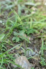 Ophioglossum thermale