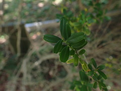 Buxus harlandii
