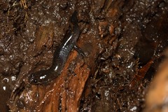 Desmognathus valtos