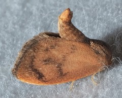 Heterogenea shurtleffi