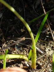 Bulbine cepacea