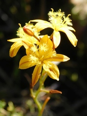 Bulbine cepacea