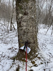 Collema subflaccidum