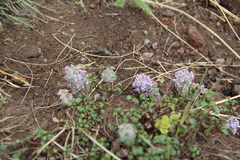 Ziziphora puschkinii