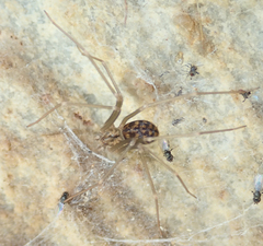 Loxosceles simillima