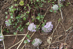 Ziziphora puschkinii