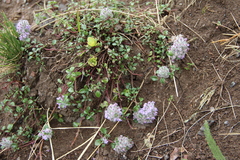 Ziziphora puschkinii