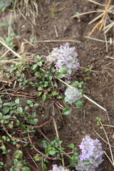 Ziziphora puschkinii