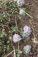 Ziziphora puschkinii