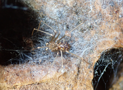 Loxosceles simillima