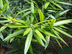 Podocarpus nakaii