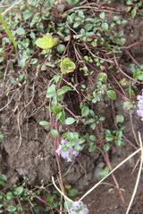 Ziziphora puschkinii