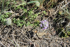 Ziziphora puschkinii