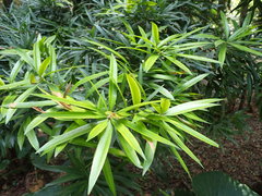 Podocarpus nakaii