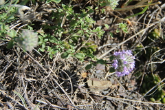 Ziziphora puschkinii