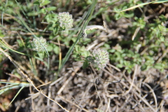 Ziziphora puschkinii