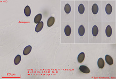 Schizothecium cervinum