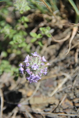 Ziziphora puschkinii