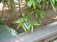 Podocarpus nakaii