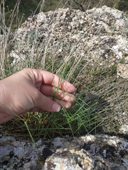 Poa sterilis