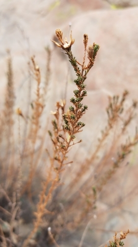Image of Deinandra minthornii by no rights reserved