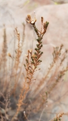 Deinandra minthornii