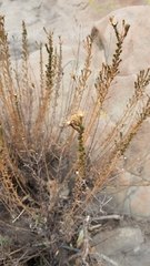 Deinandra minthornii