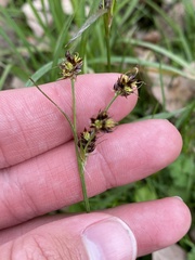 Luzula multiflora multiflora