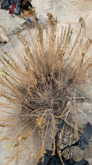 Deinandra minthornii