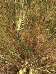 Triticum aestivum