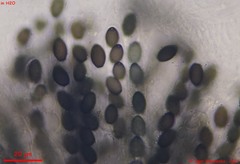 Schizothecium cervinum