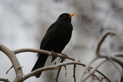 Turdus merula