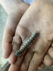 Malacosoma constricta