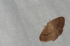 Poecilasthena anthodes