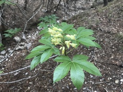 Aesculus pavia flavescens