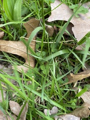 Luzula multiflora multiflora
