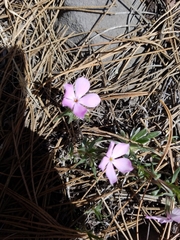 Phlox alyssifolia