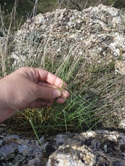 Poa sterilis
