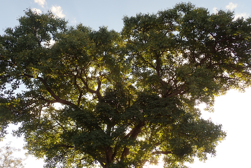 Sclerocarya birrea subsp. caffra image