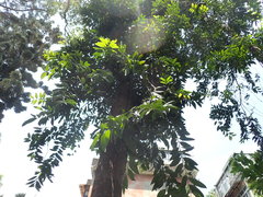 Agathis dammara