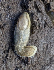 Arion fasciatus