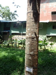 Agathis dammara