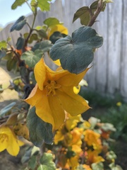 Fremontodendron