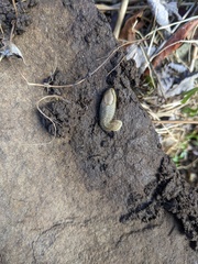 Arion fasciatus