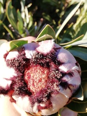 Proctolaelaps vandenbergi